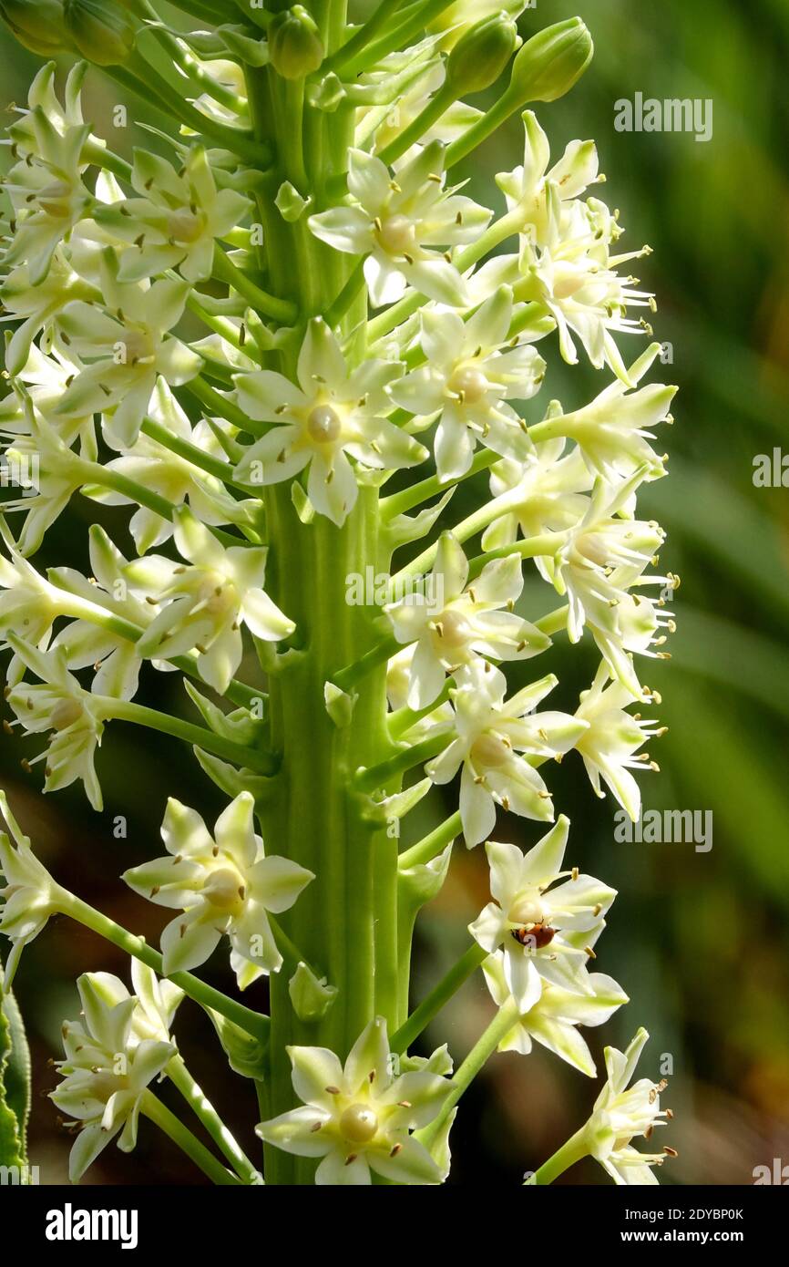 Giant Pineapple Lily pallidiflora Poleevansii Stock Photo Alamy