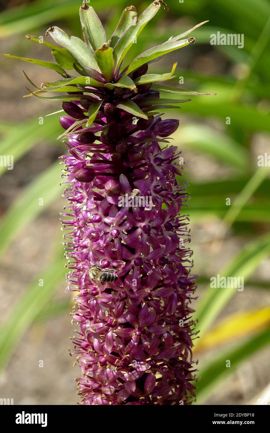 Pineapple Lily Eucomis Twinkle Stars Honey bee on flower Stock Photo