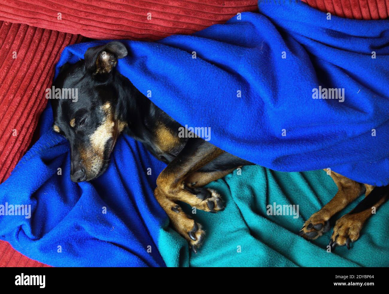 Close up portrait  of sleeping relaxed miniature pinscher dog (Canis lupus familiaris, mini doberman) face and snout covered between green blue fluffy Stock Photo