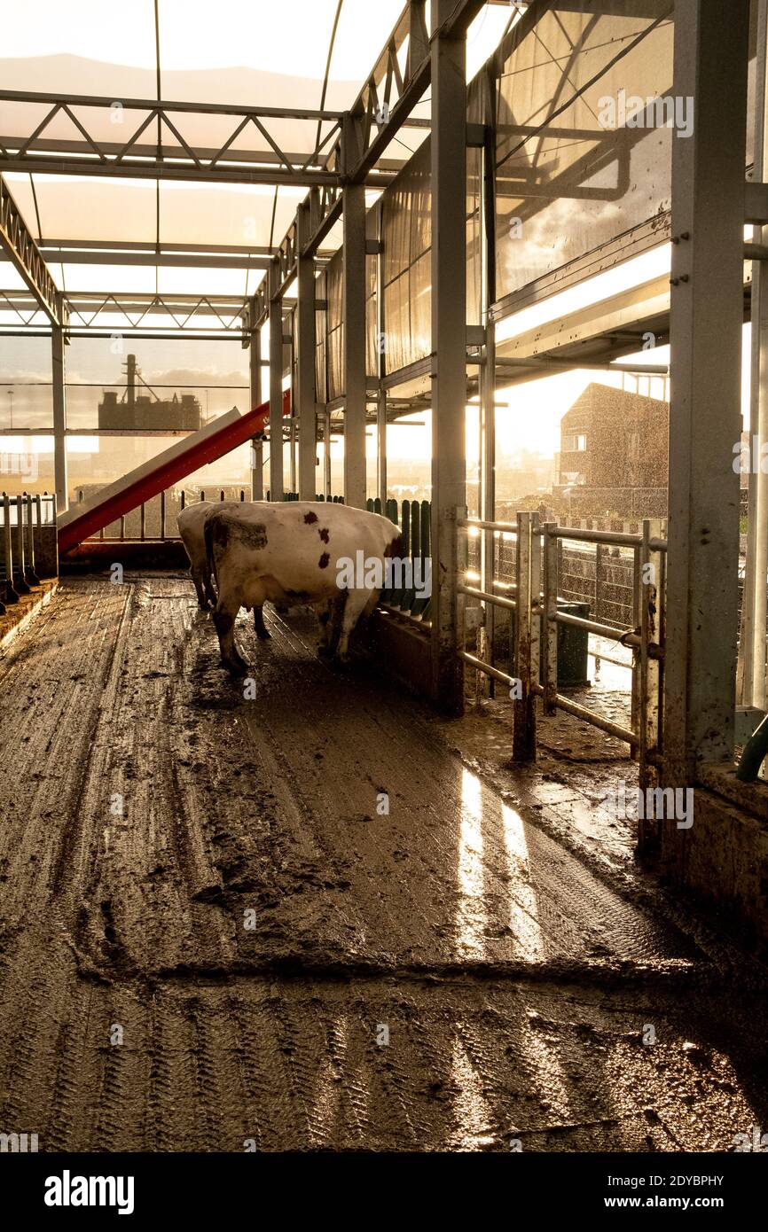 In the Netherlands, in the port of Rotterdam, there is an experimental floating farm with dairy cows. System to adapt agricultural production to risin Stock Photo