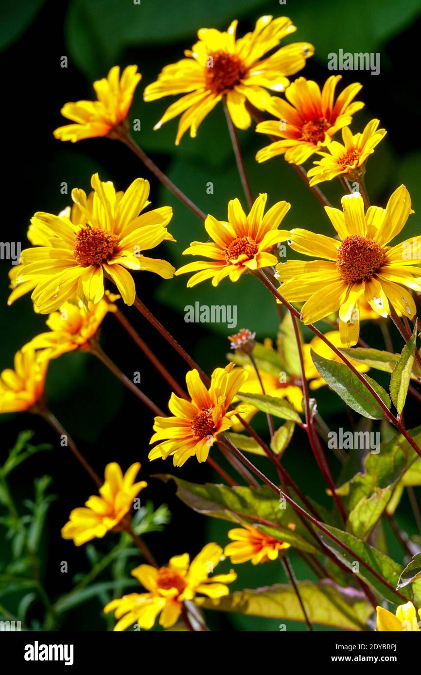 Heliopsis helianthoides 'Burning Hearts' False Sunflower Stock Photo