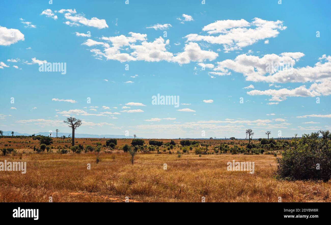 Flat land with low grass and bushes, some baobab trees growing in