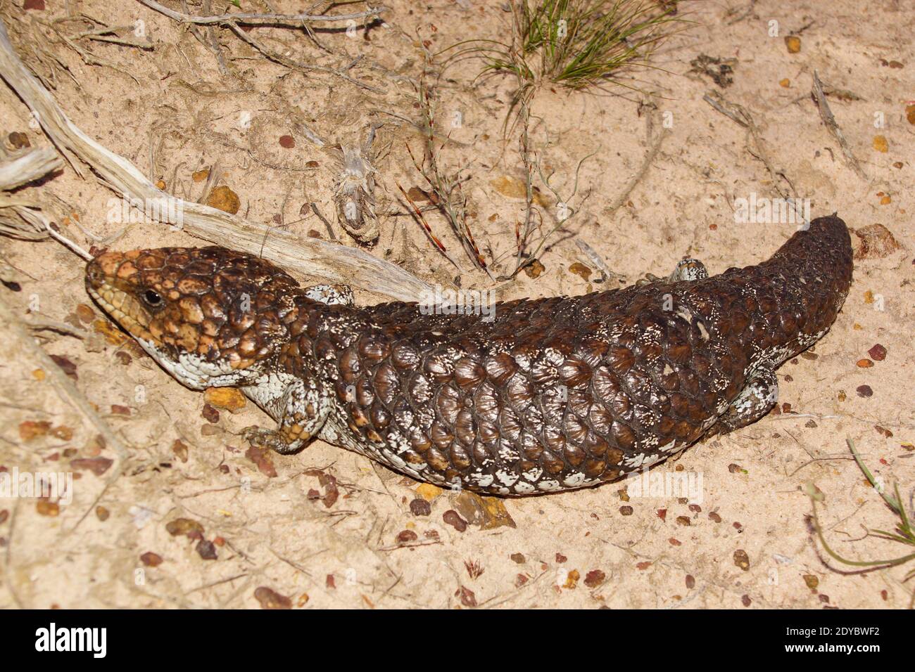 Tiliqua rugosa, the western shingleback or bobtail lizard, near Cranbrook in Western Australia Stock Photo