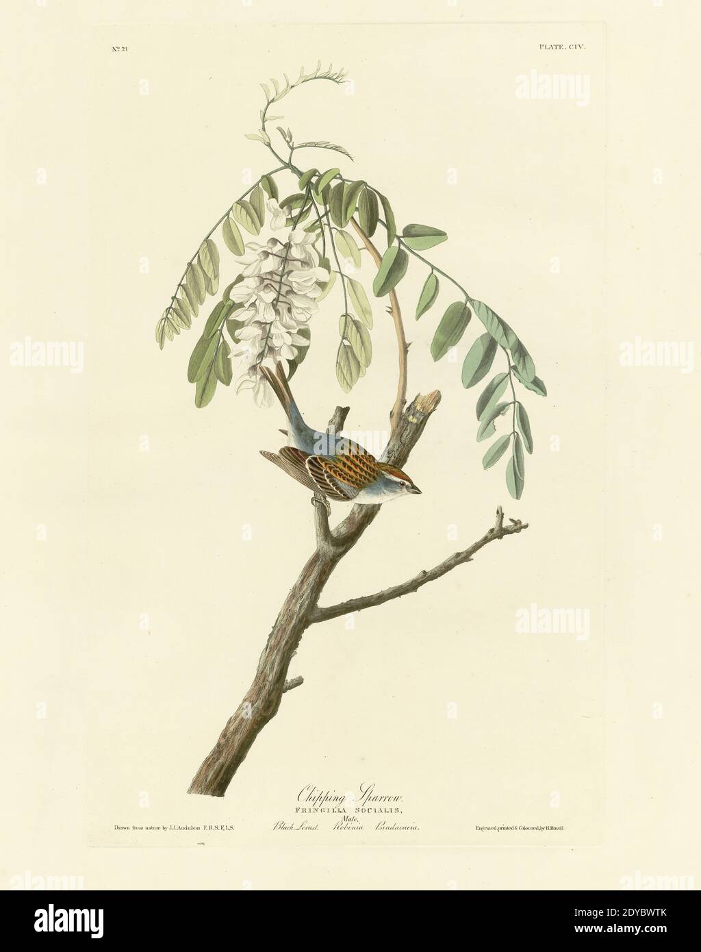 Plate 104 Chipping Sparrow, from The Birds of America folio (1827–1839) by John James Audubon - Very high resolution and quality edited image Stock Photo