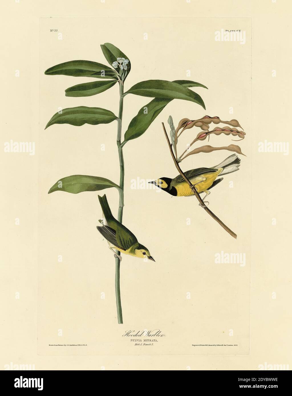 Plate 110 Hooded Warbler, from The Birds of America folio (1827–1839) by John James Audubon - Very high resolution and quality edited image Stock Photo