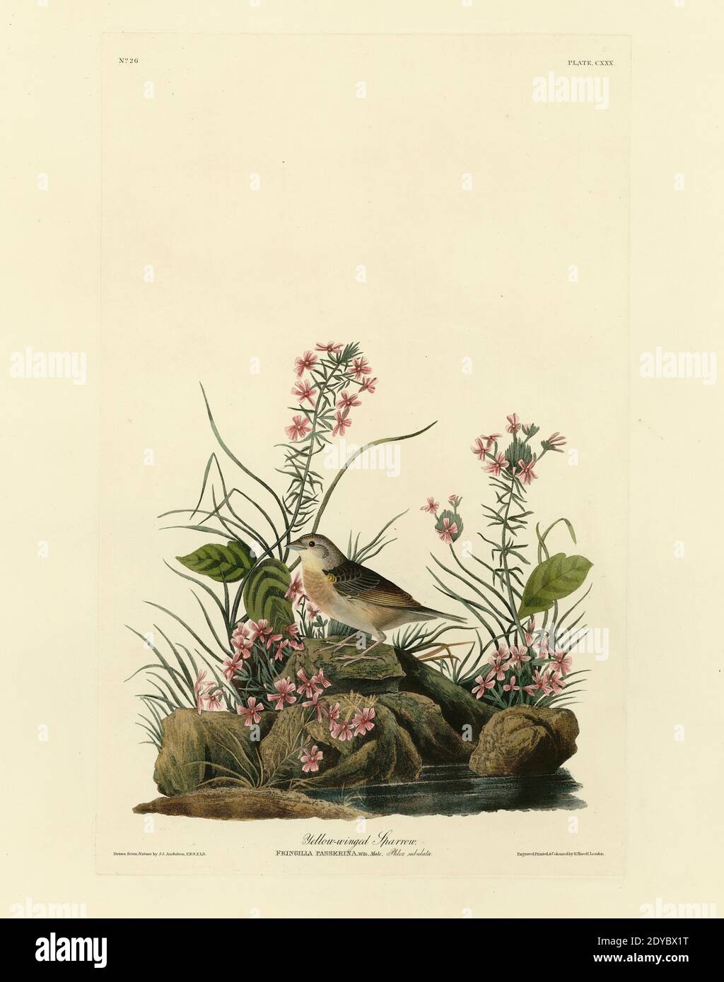 Plate 130 Yellow-winged Sparrow, from The Birds of America folio (1827–1839) by John James Audubon - Very high resolution and quality edited image Stock Photo