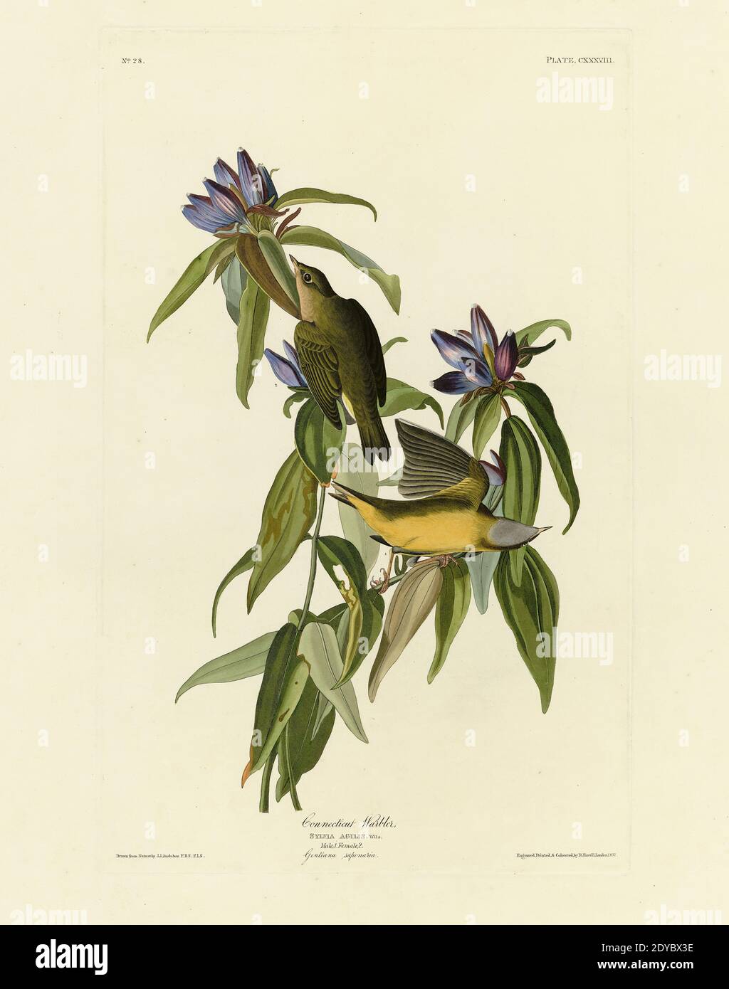 Plate 138 Connecticut Warbler, from The Birds of America folio (1827–1839) by John James Audubon - Very high resolution and quality edited image Stock Photo
