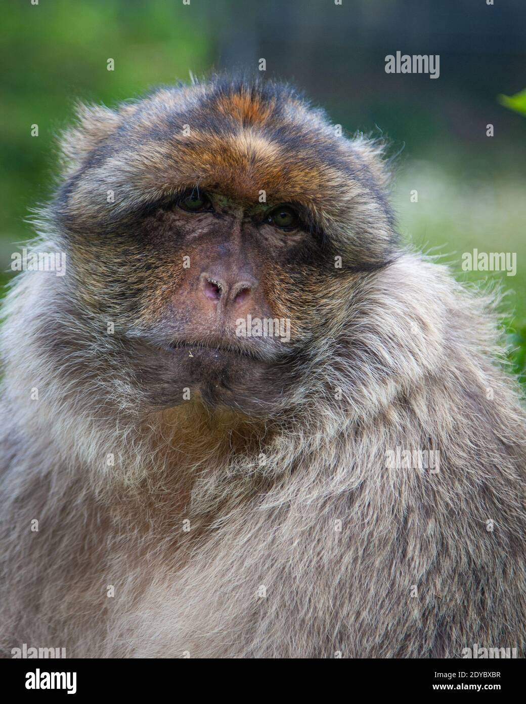 Adult magot hi-res stock photography and images - Alamy