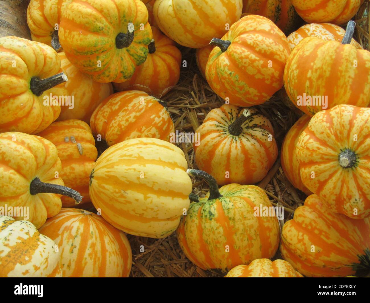 The new harvest of pumpkins is presented on a market stand at the end of August. Stock Photo