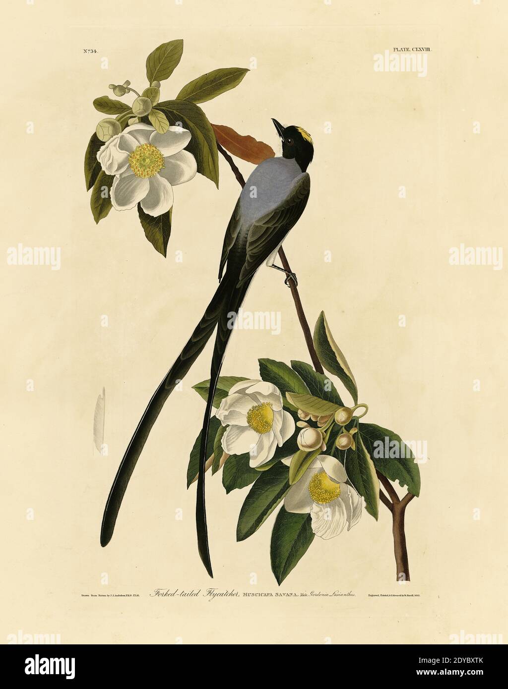 Plate 168 Fork-tailed Flycatcher, from The Birds of America folio (1827–1839) by John James Audubon - Very high resolution and quality edited image Stock Photo