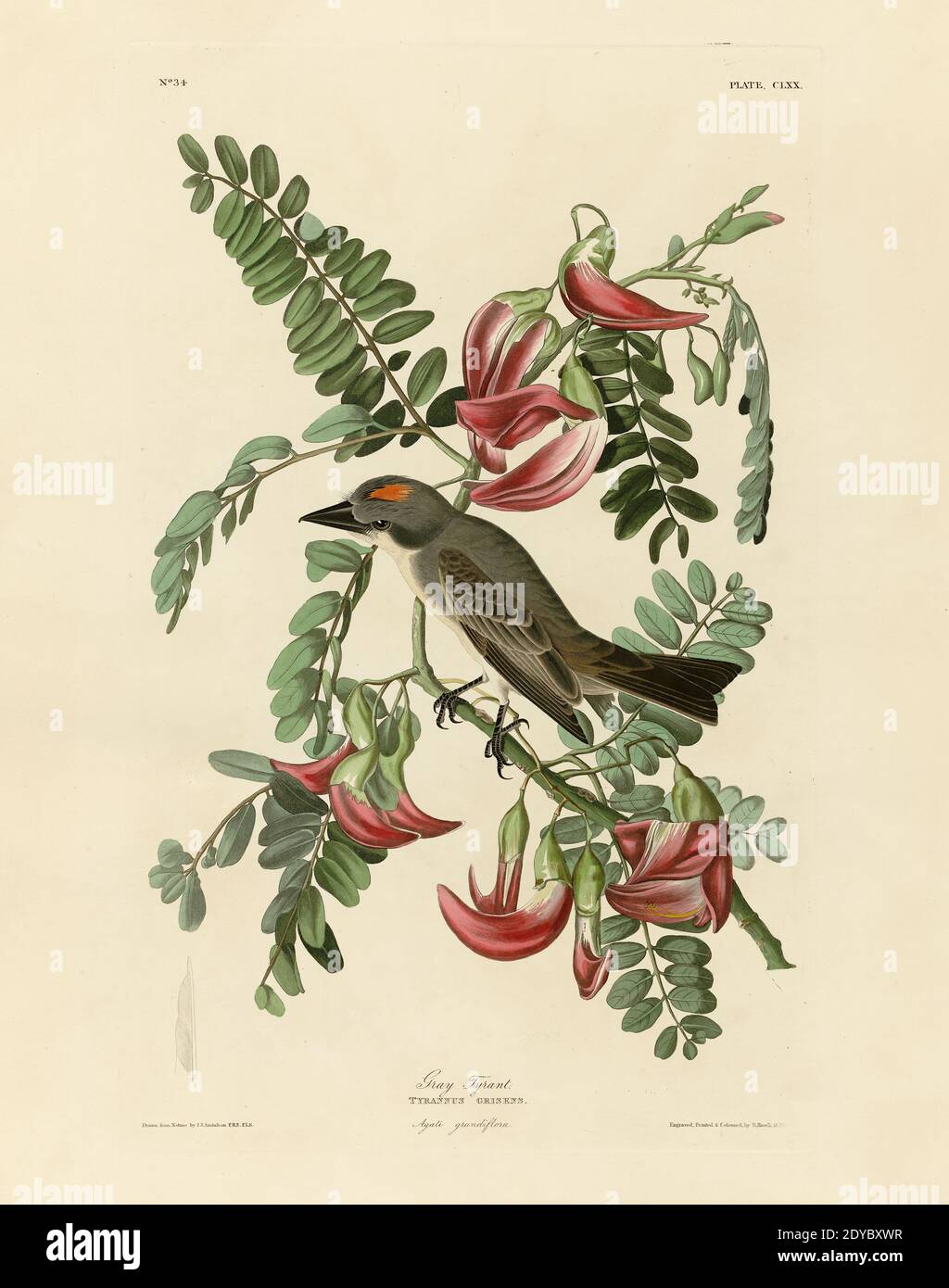 Plate 170 Piping Flycatcher, from The Birds of America folio (1827–1839) by John James Audubon - Very high resolution and quality edited image Stock Photo