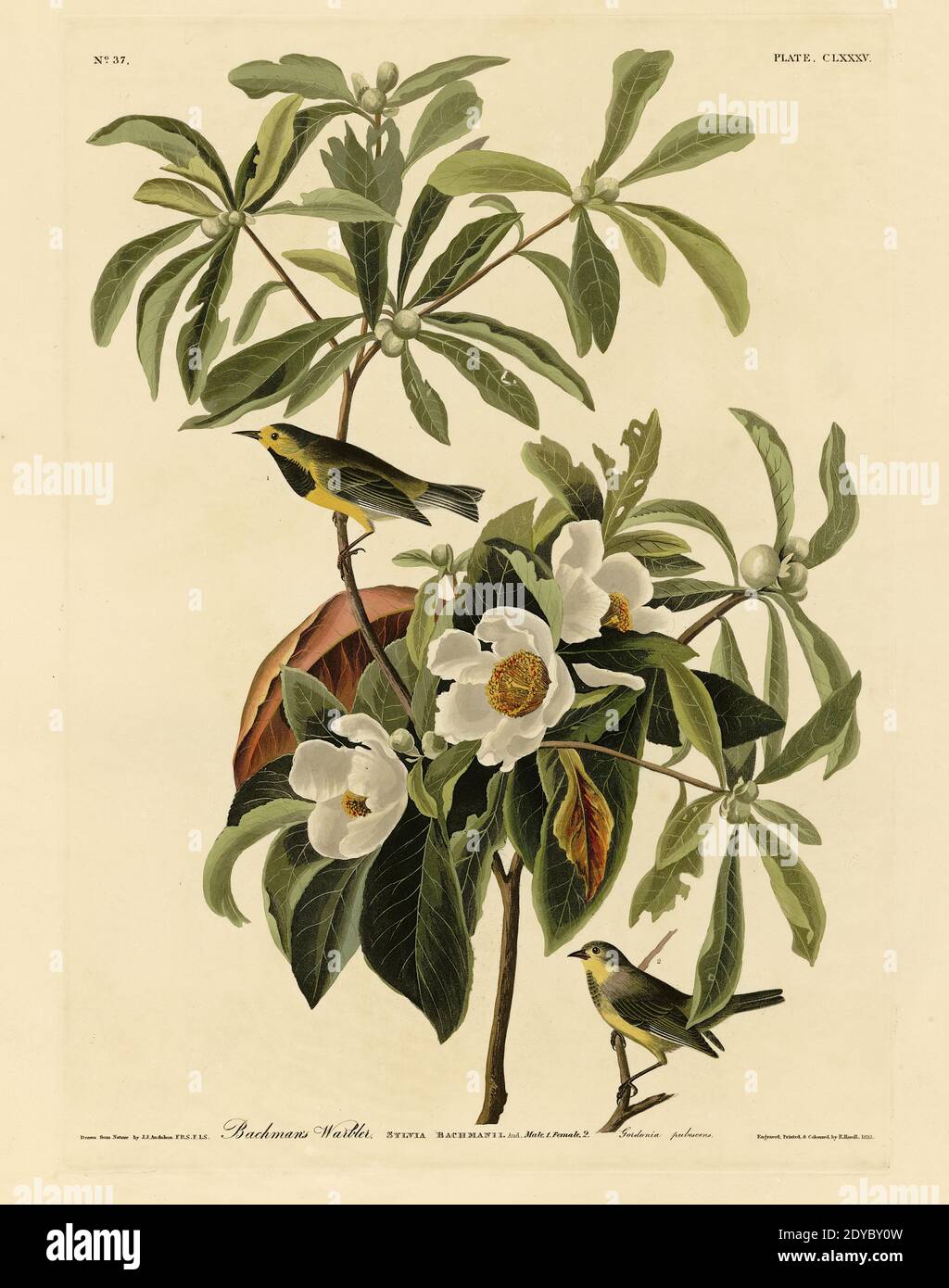 Plate 185 Bachman's Warbler, from The Birds of America folio (1827–1839) by John James Audubon - Very high resolution and quality edited image Stock Photo