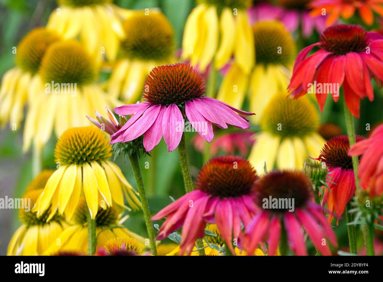 Echinacea Cheyenne Spirit mixed various colors Stock Photo