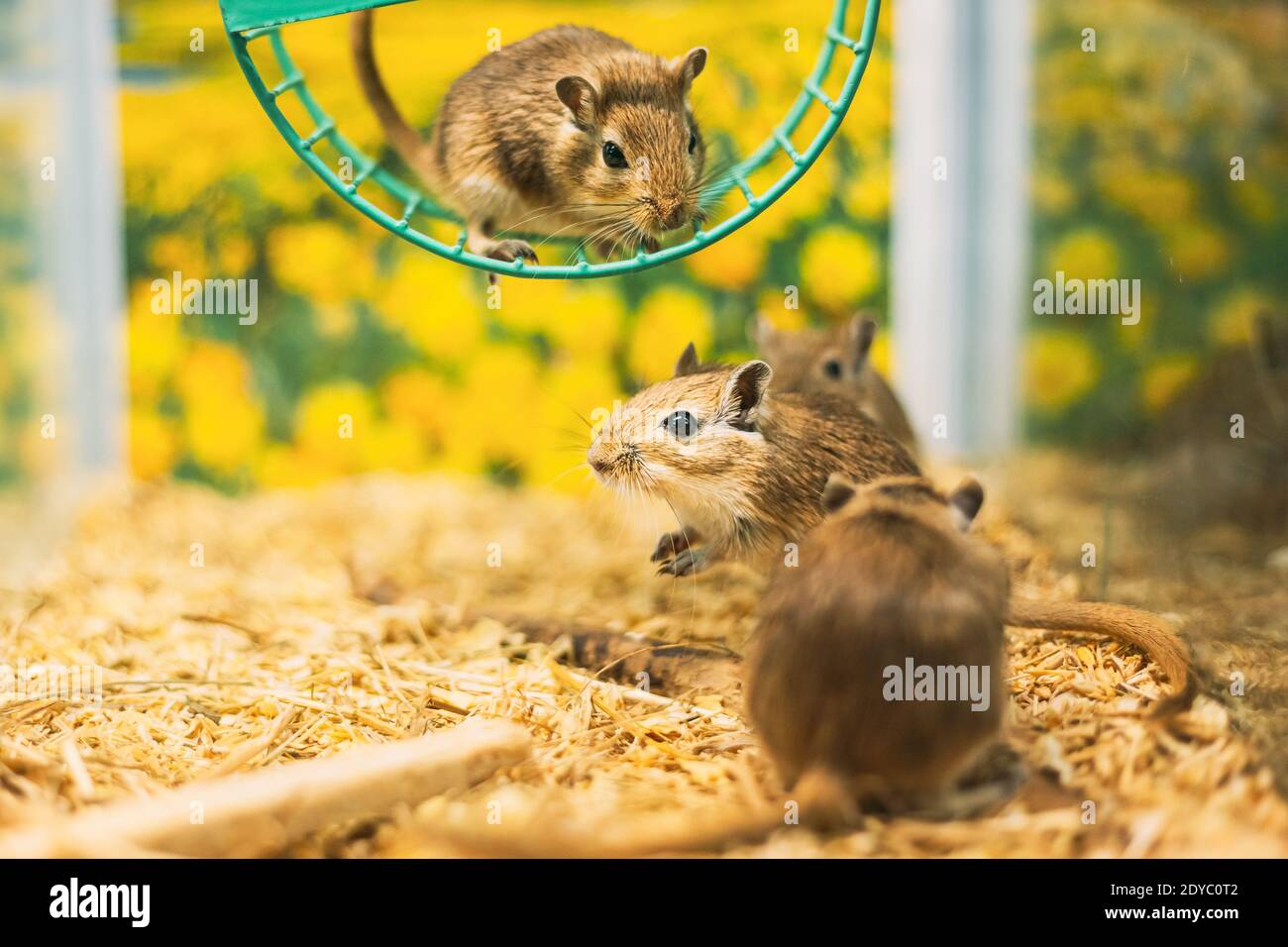 Meriones Unguiculatus, The Mongolian Jird Or Mongolian Gerbil Is A Rodent Belonging To Subfamily Gerbillinae. Stock Photo