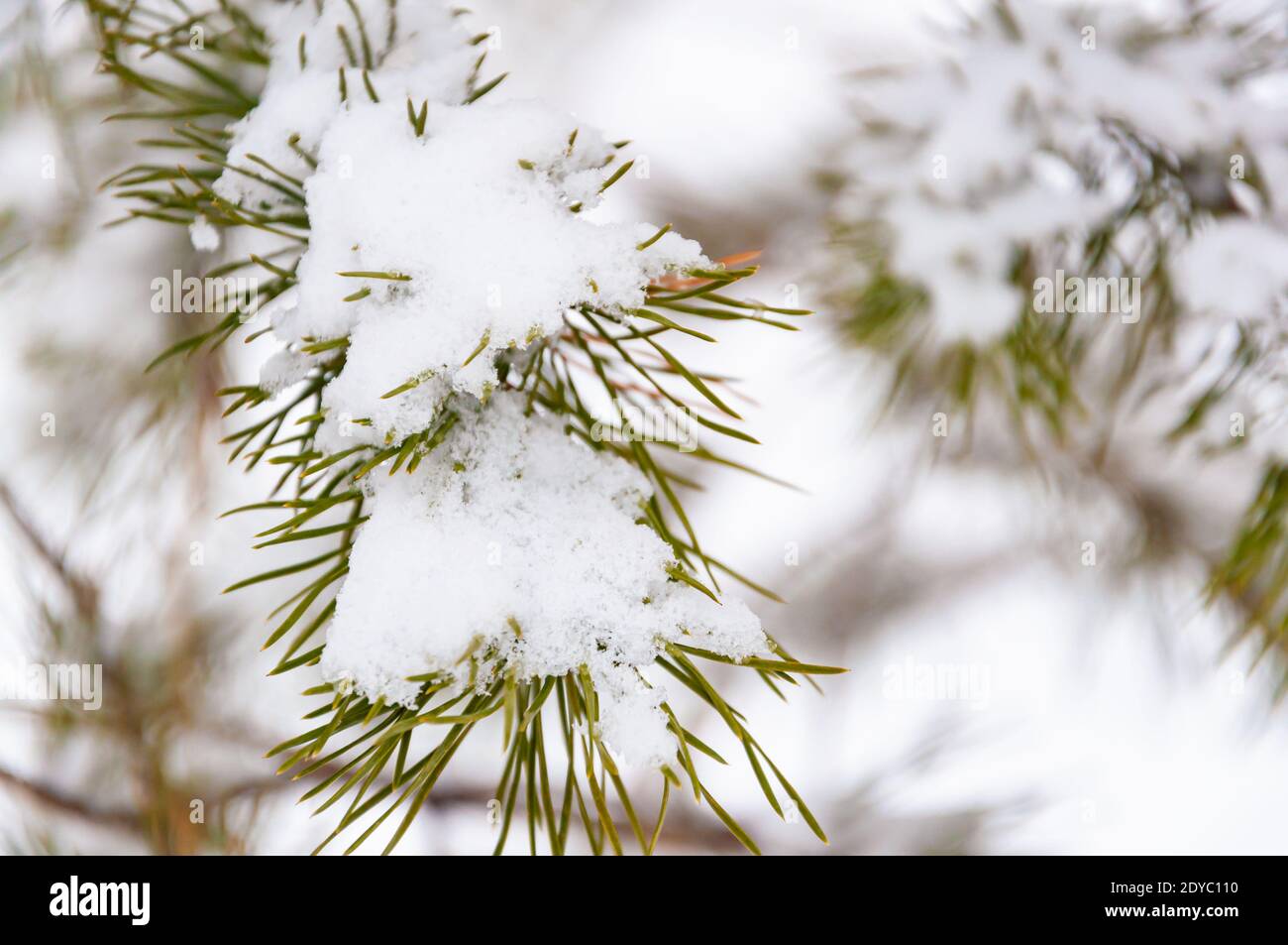 Pine branch with long green needles covered in white snow. Natural ...
