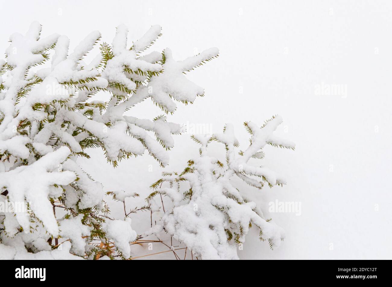 The branches of the Christmas tree are covered with frost and snow on a ...