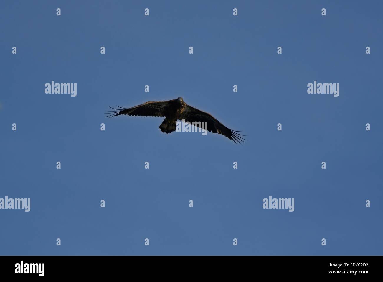 immature Bald Eagle in flight with blue sky Stock Photo - Alamy