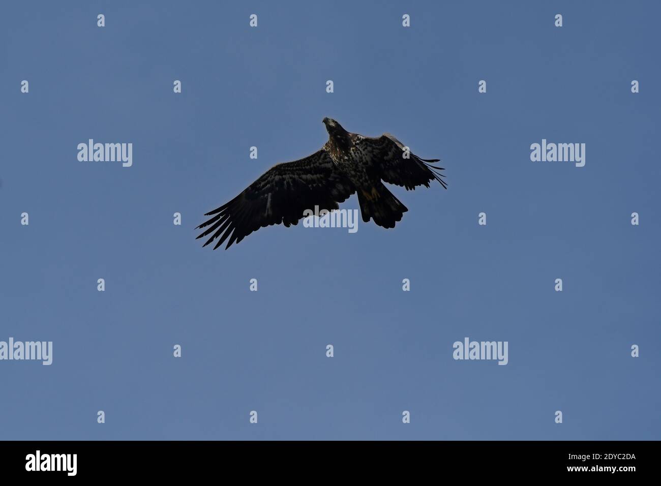 immature Bald Eagle in flight with blue sky Stock Photo Alamy