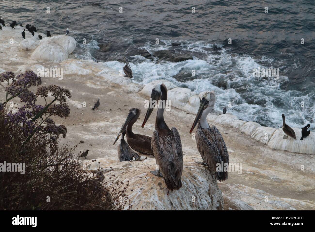 The pelicans on sea cave cove of La Jolla, California Stock Photo