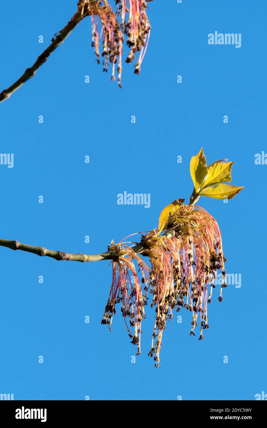 Box Elder Tree High Resolution Stock Photography and Images Alamy
