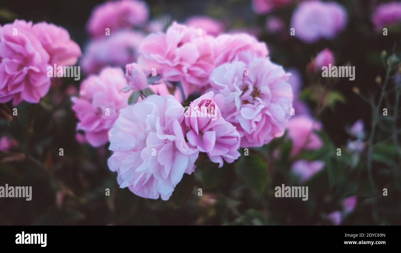 Pruning rose stem hi-res stock photography and images - Alamy