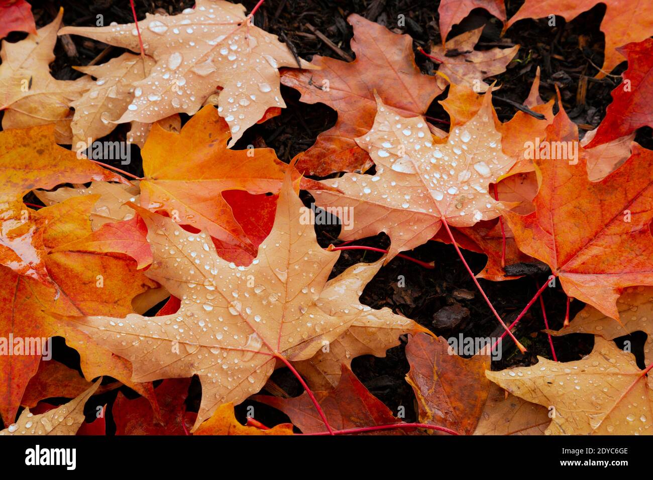WA18861-00...WASHINGTON - Leaves on the ground with rain drops. Stock Photo