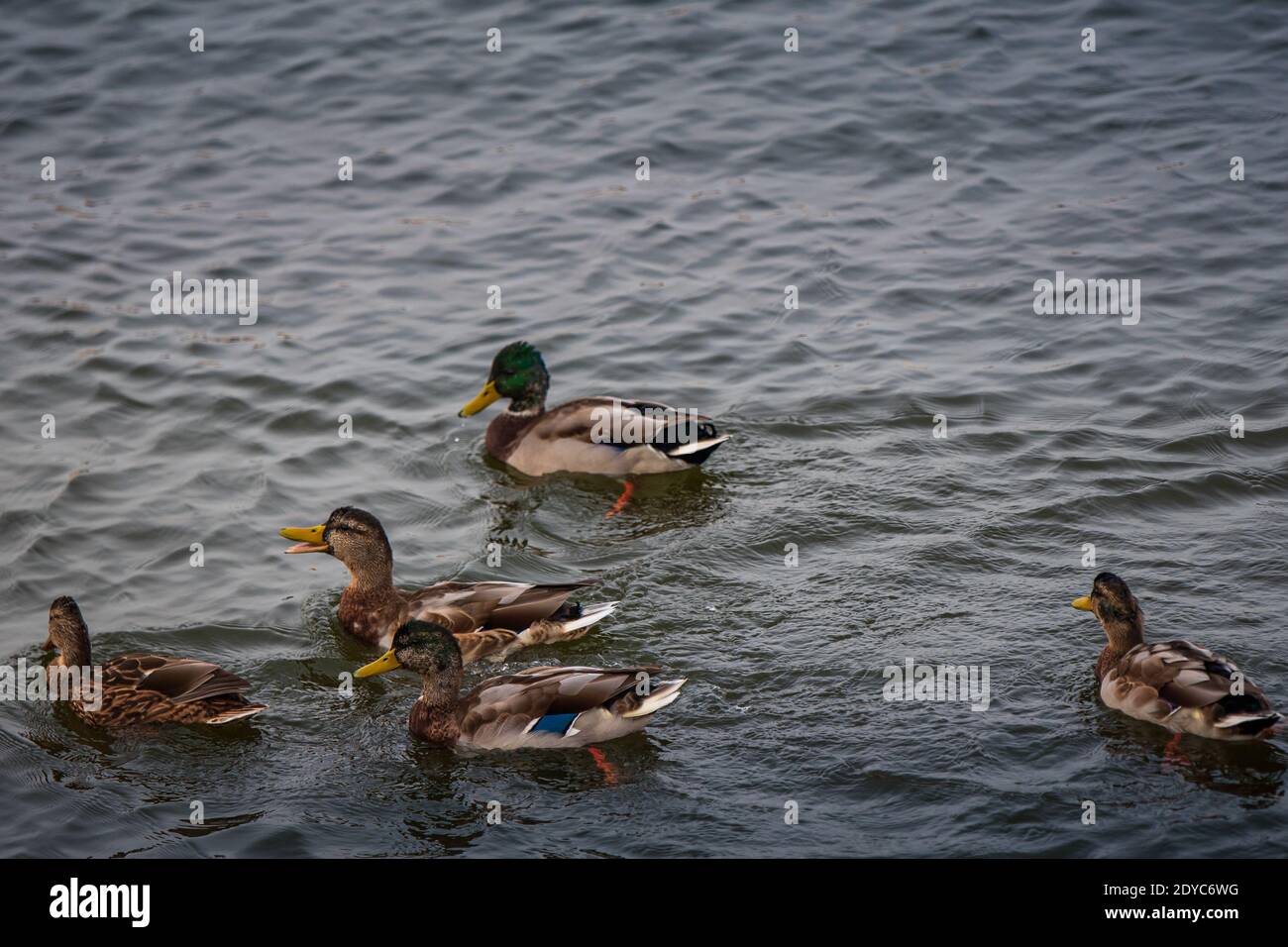 male ducks and females swim in calm dark waters for their birds