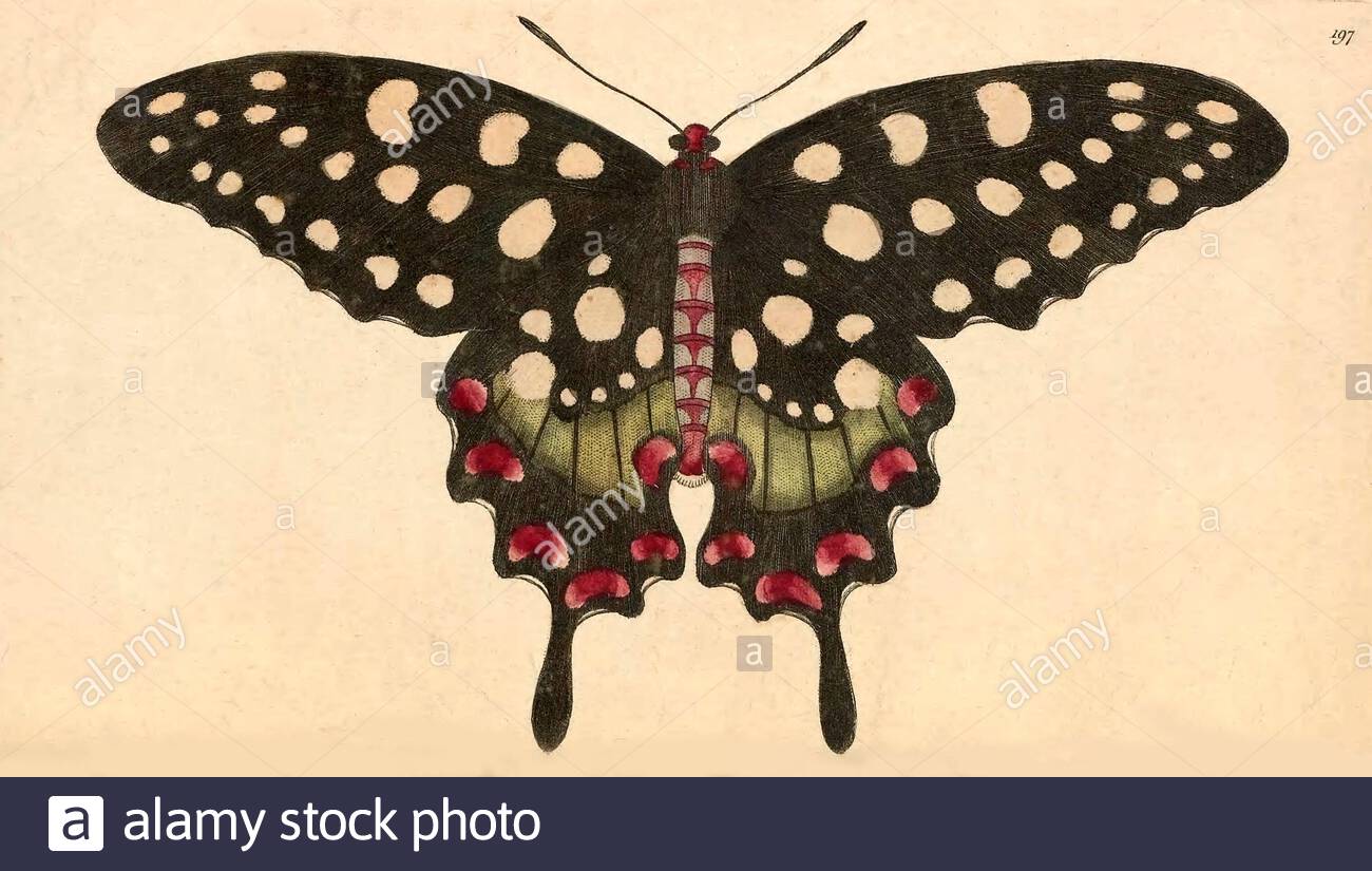 Madagascar Giant Swallowtail butterfly (Pharmacophagus antenor), vintage illustration published in The Naturalist's Miscellany from 1789 Stock Photo