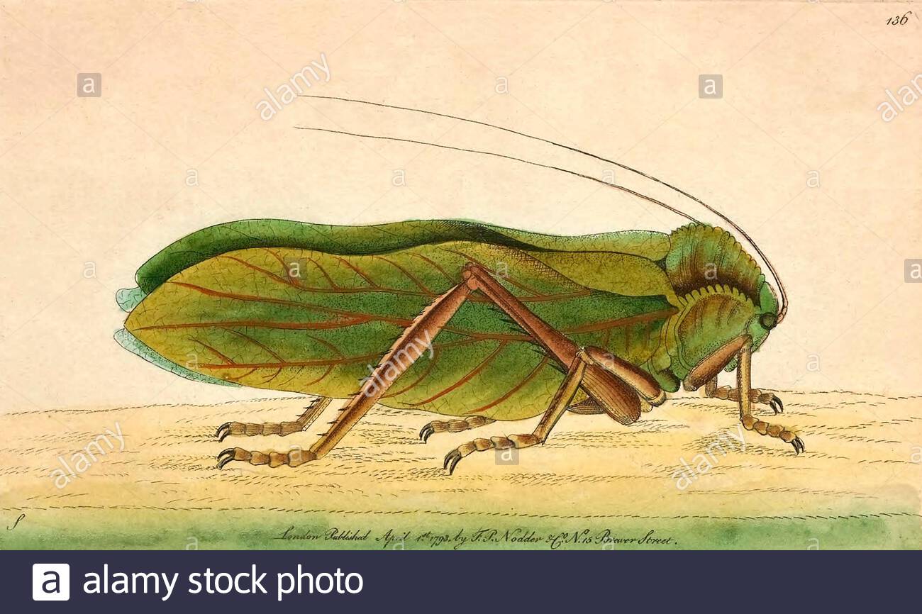 Giant Crested Katydid (Cnemidophyllum citrifolium), vintage illustration published in The Naturalist's Miscellany from 1789 Stock Photo