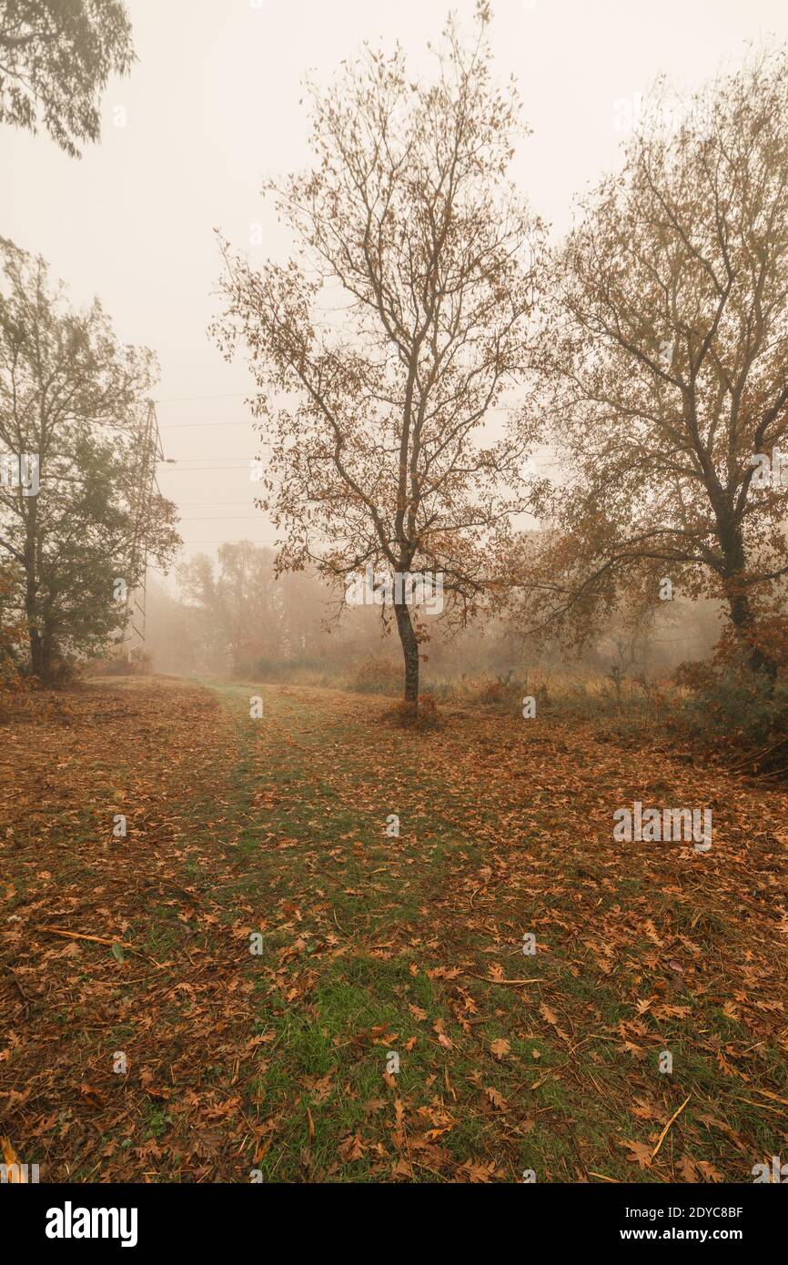 A vertical shot of tall trees in the forest in a foggy weather Stock ...