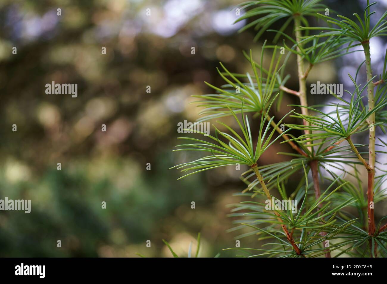 August in the garden, branches and needles of Japanese umbrella-pine tree, bokeh, fuzzy background and copy space Stock Photo