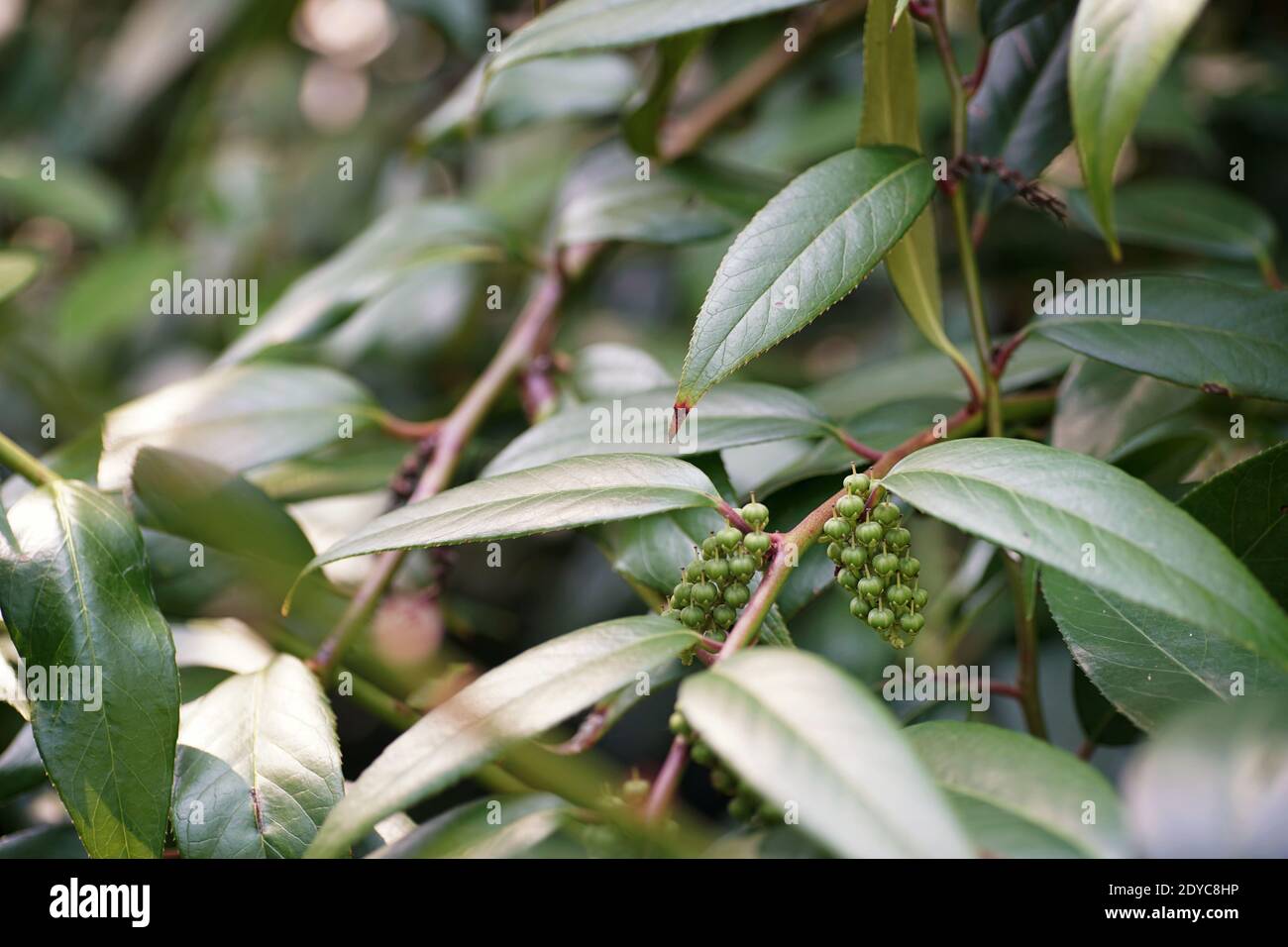 August in the garden, a branch with fruits of highland doghobble among green leaves, bokeh, fuzzy background and copy space Stock Photo