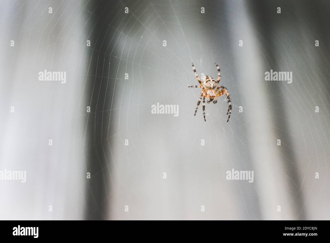 A closeup shot of a spider on it's web Stock Photo - Alamy