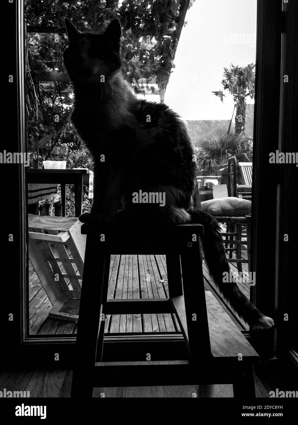 Chat Blanc High Resolution Stock Photography And Images Alamy Chat Blanc High Resolution Stock Photography And Images Alamy