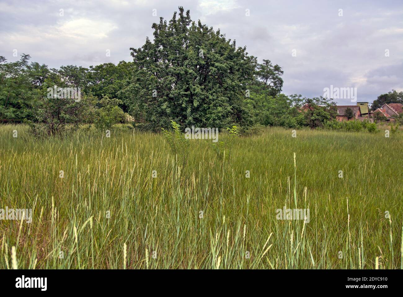 Uncut grass hi-res stock photography and images - Alamy