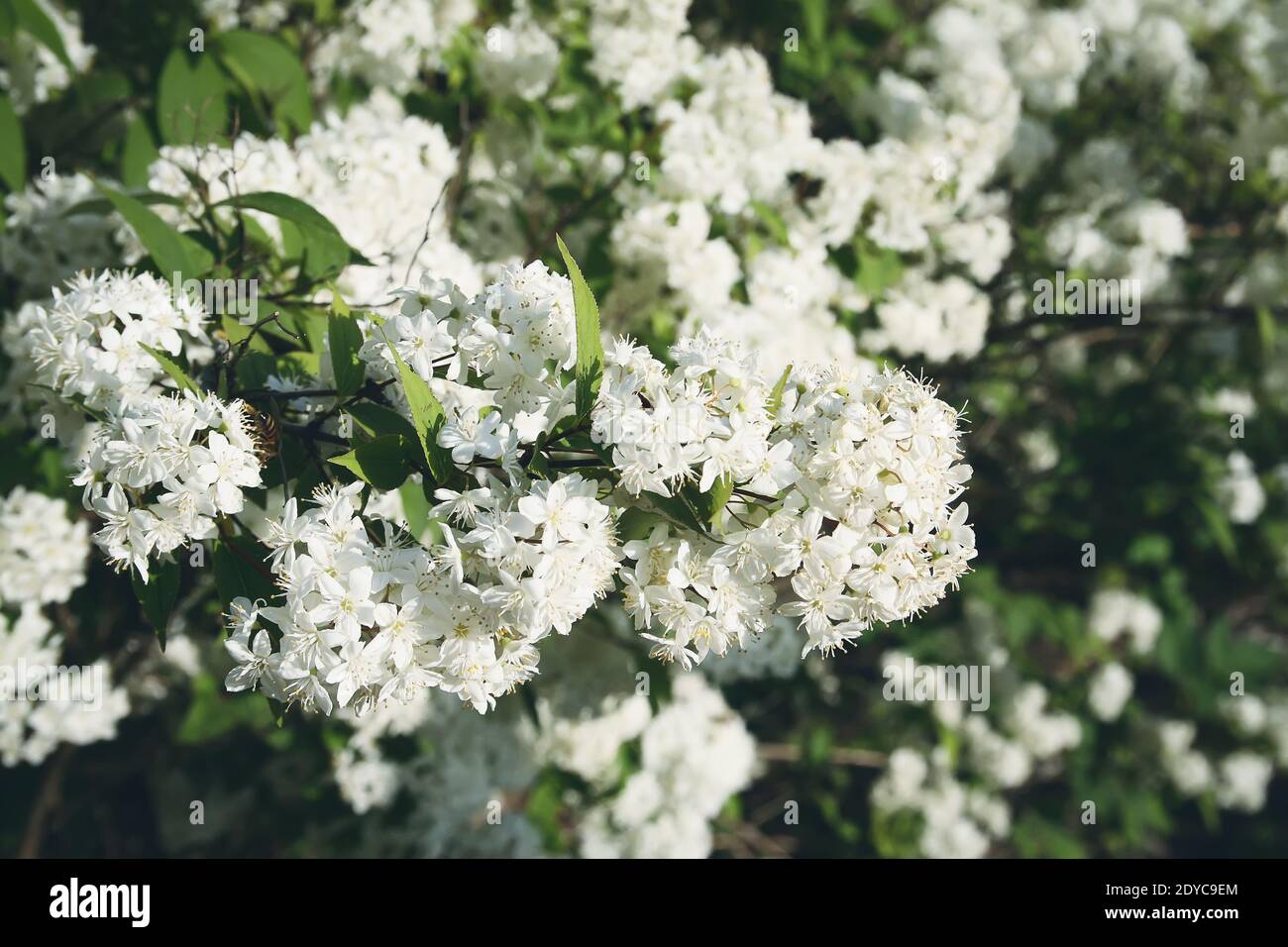 Small white flowers on a bush in spring park. Deutzia lemoinei plant. Stock Photo