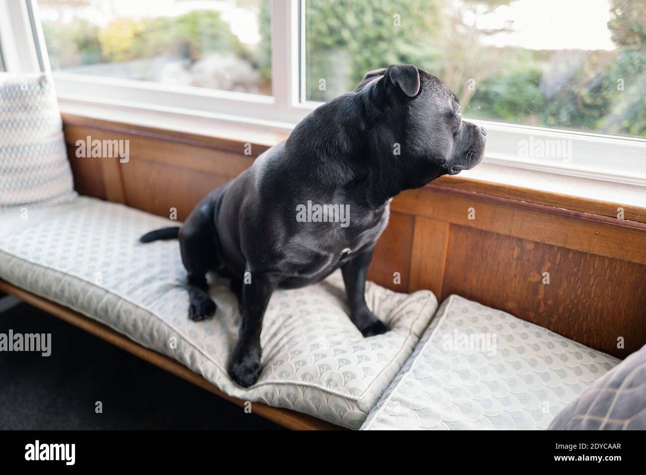 dog window seat
