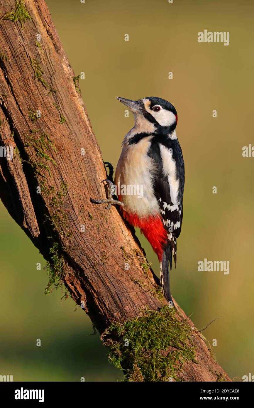 An adult male Great spotted Woodpecker (Dendrocopos major) on a tree trunk in a garden in the UK Stock Photo
