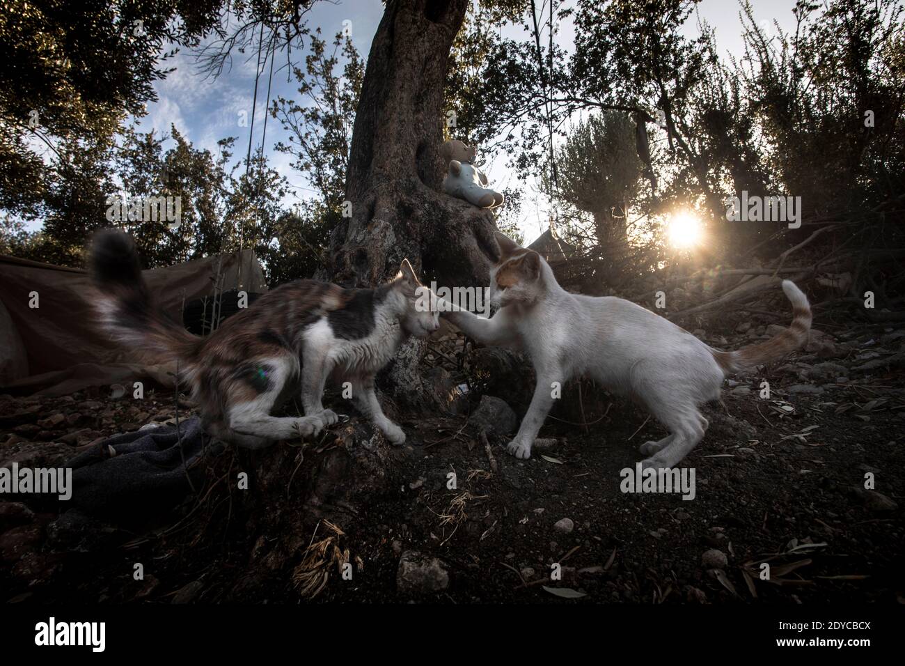 Cats in love in the old burnt Moria Camp, Lesbos sept 2020 Stock Photo