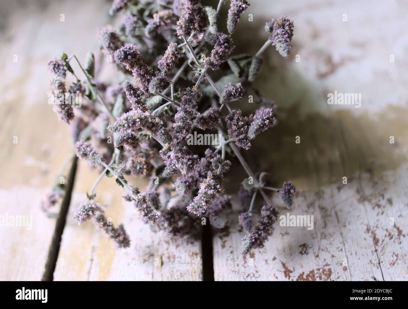 Dry peppermint plants with purple flowers for herbal tea Stock Photo