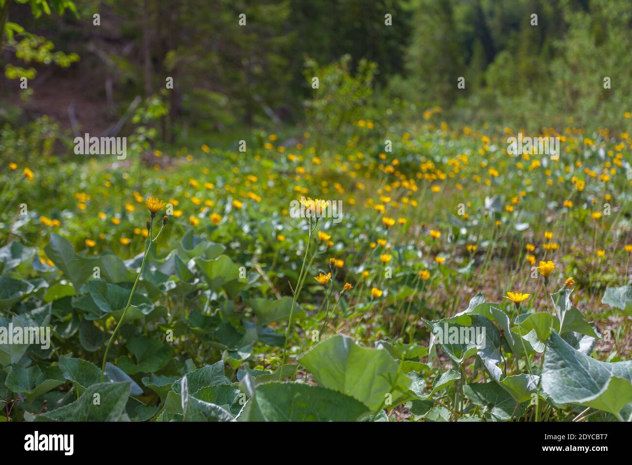 Expanse of yellow flowers on a mountain meadow, Monte Resettum, Friuli, Italy. Senecio Doronicum species Stock Photo
