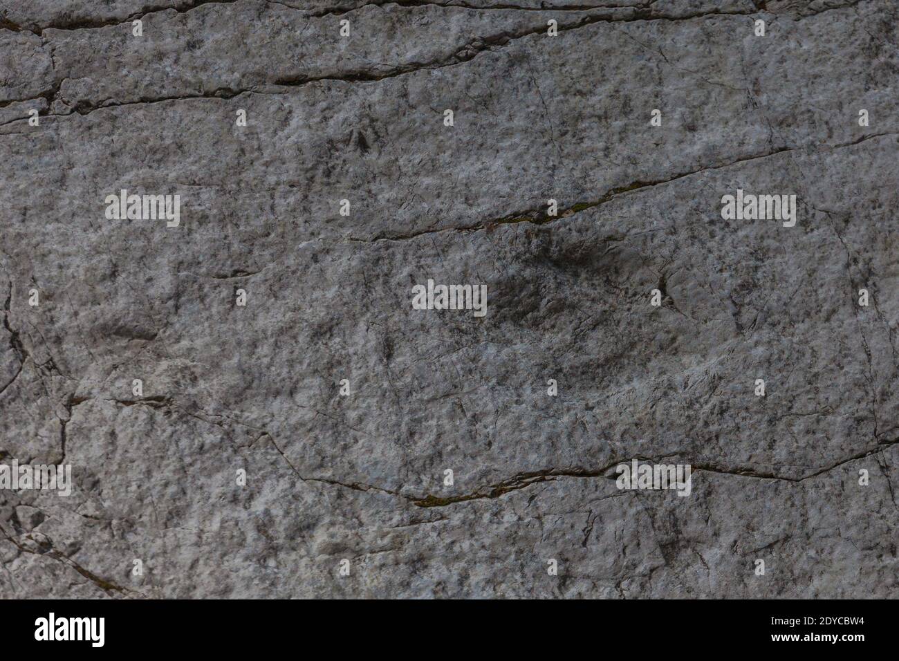 Surface of a boulder on which a dinosaur footprint is imprinted, Monte Resettum, Friuli, Italy. Stock Photo