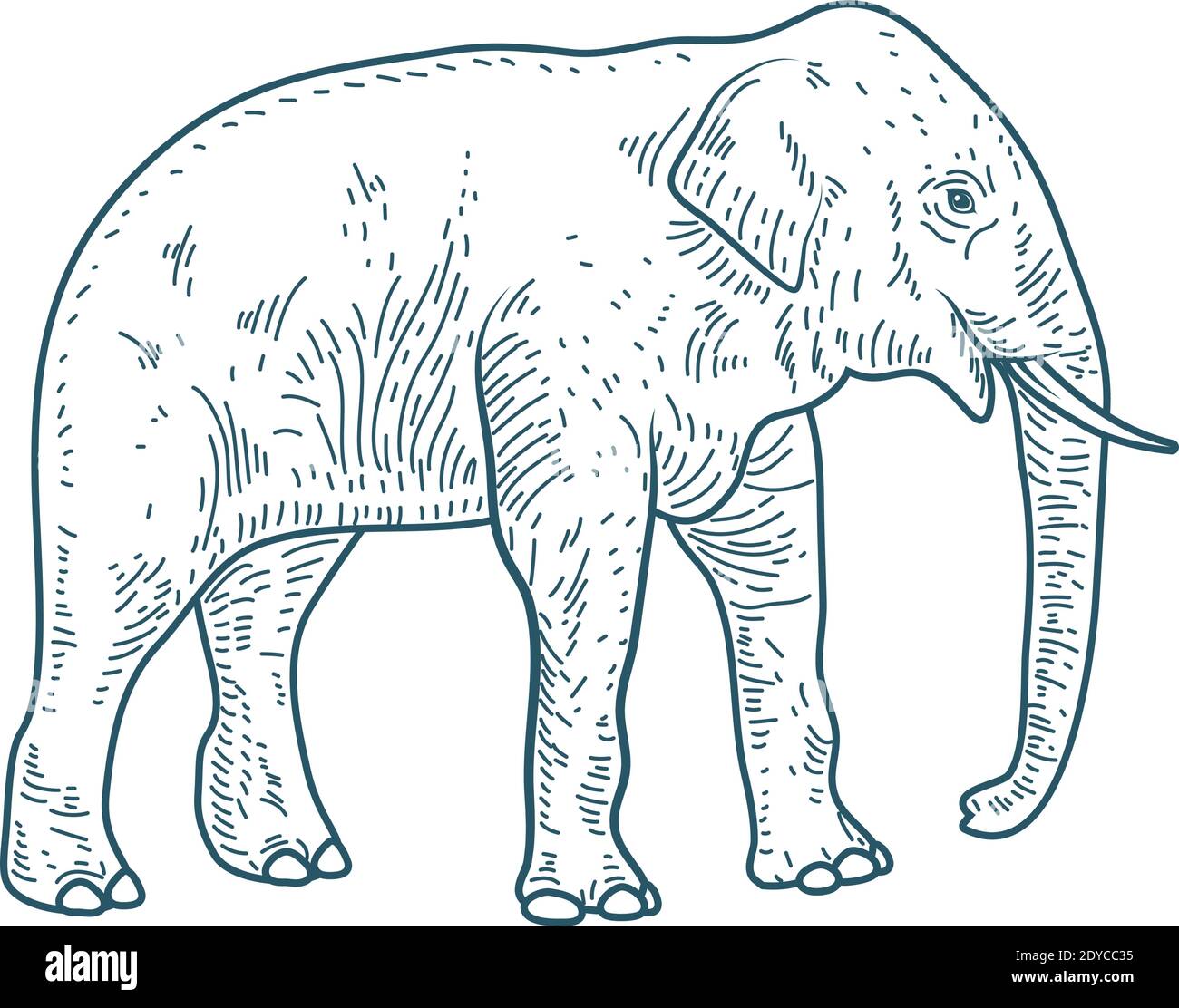 Elephant Drawing Trunk High Resolution Stock Photography And Images Alamy