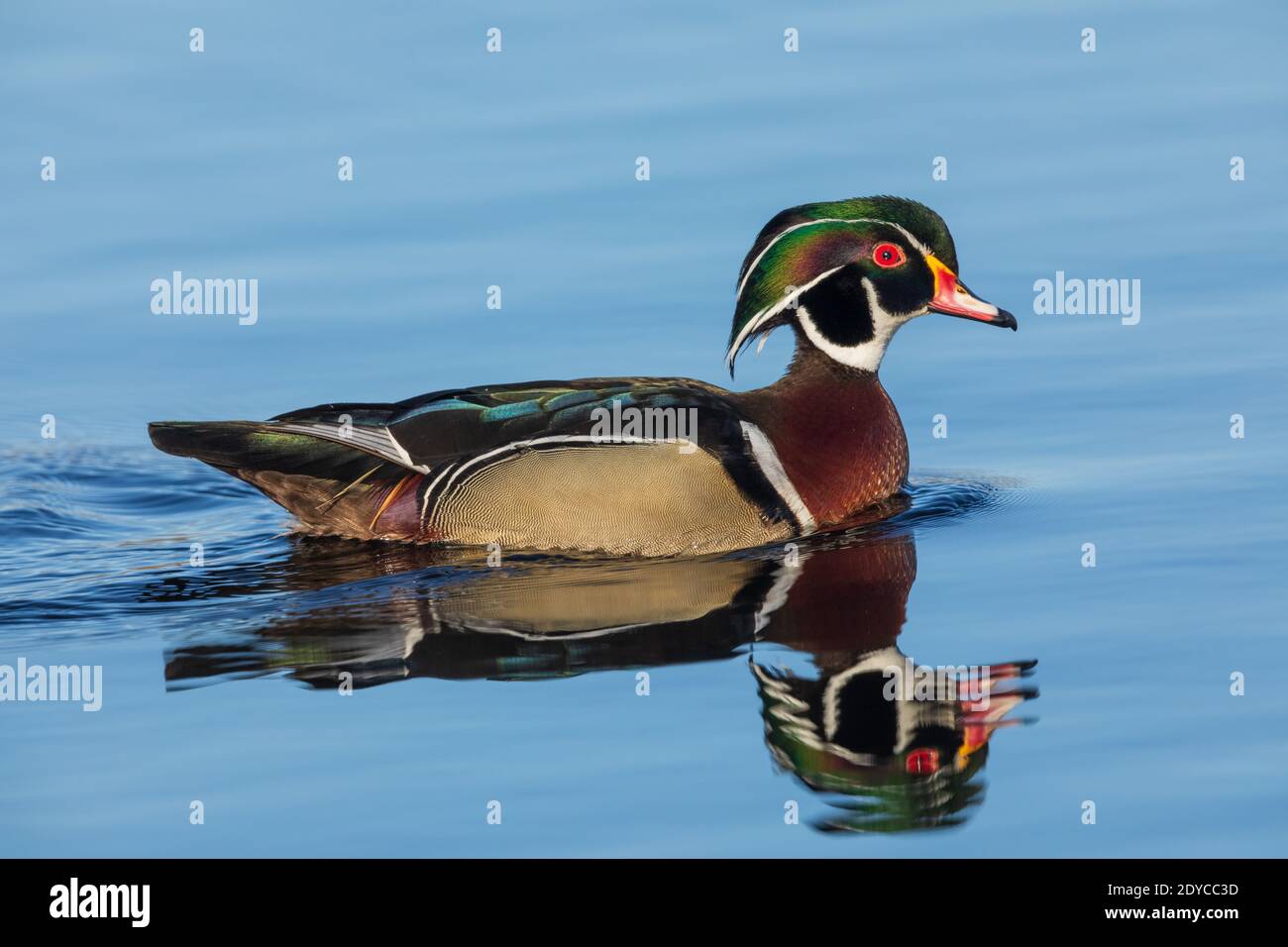 Drake wood duck in northern Wisconsin Stock Photo Alamy