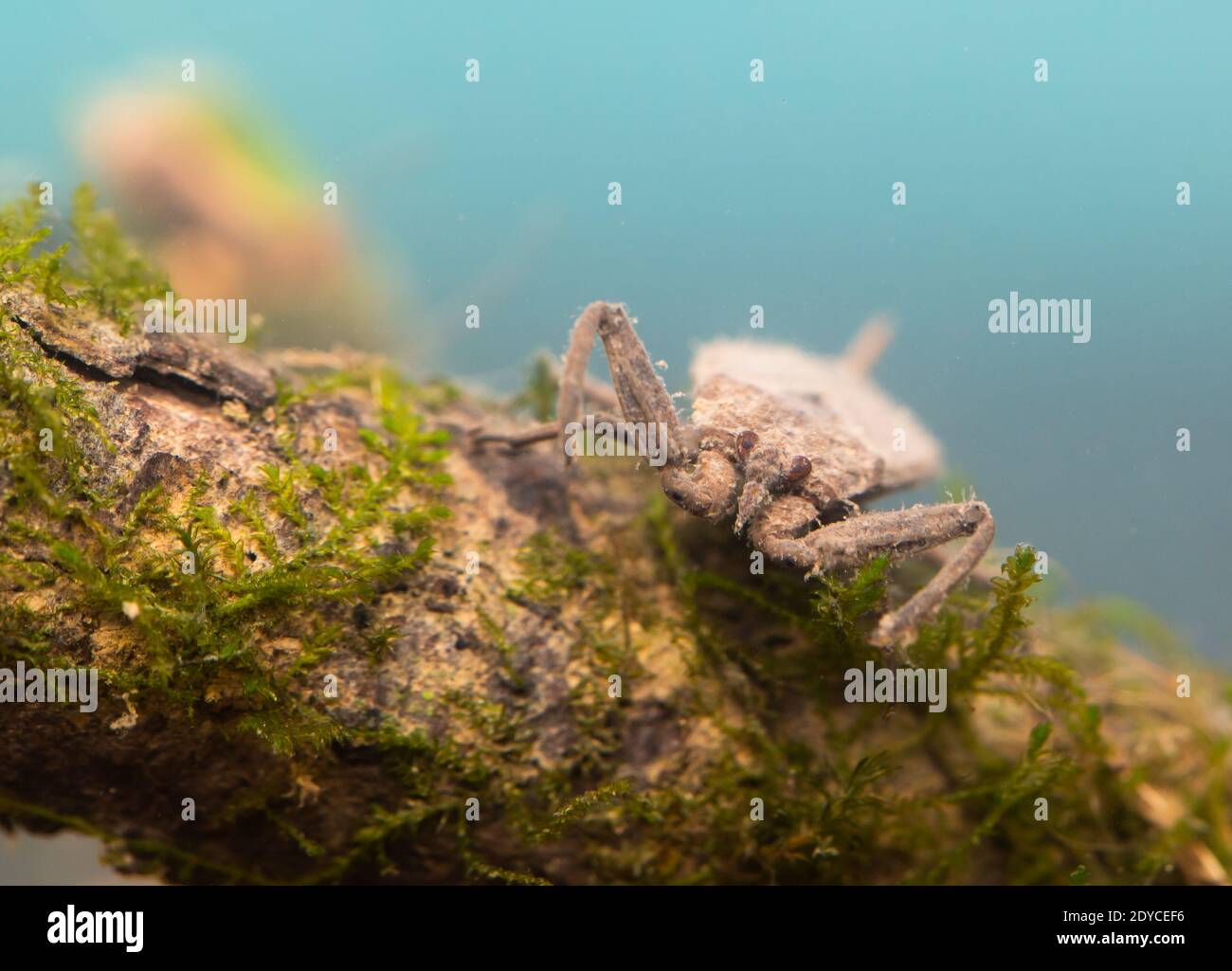Water scorpion Stock Photo