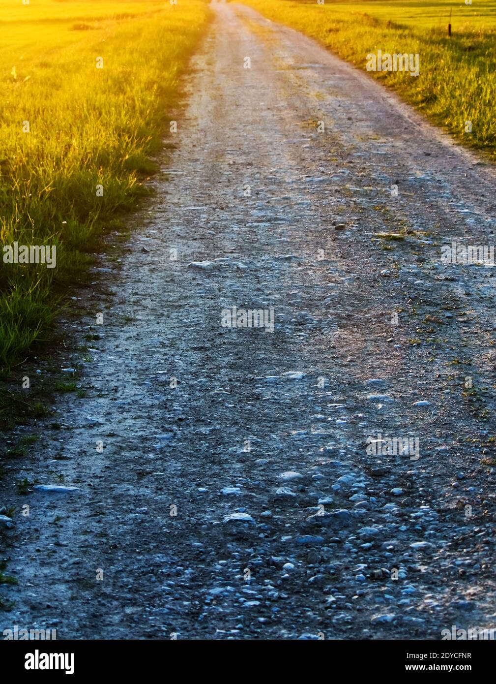 Rural road and sunlight during the summer sunset Stock Photo - Alamy