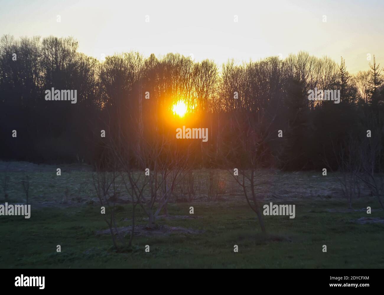 Beautiful sunset in a spring forest. Tree branches on sky background ...