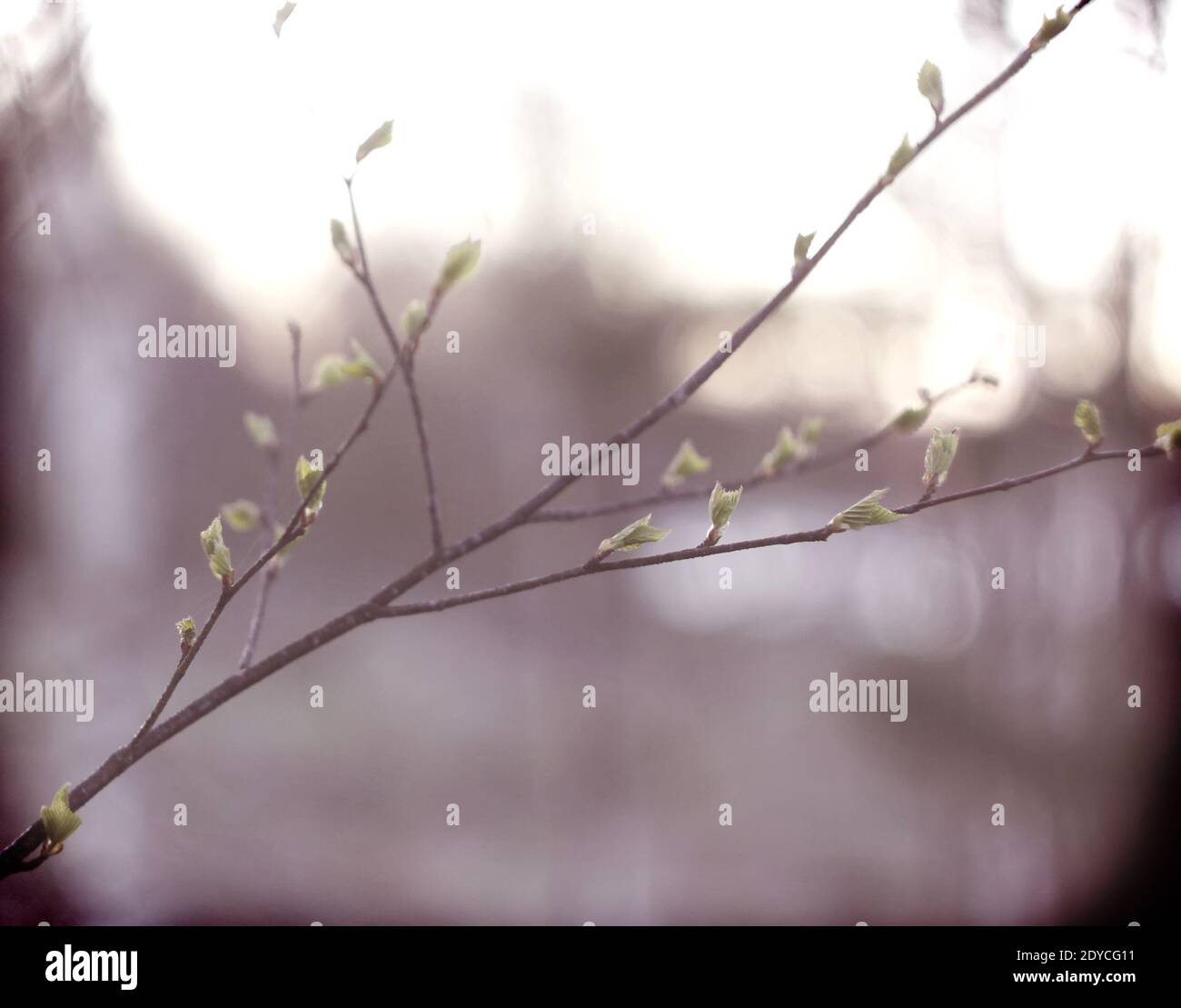 Silhouettes of branches of a tree on spring sunset background Stock ...