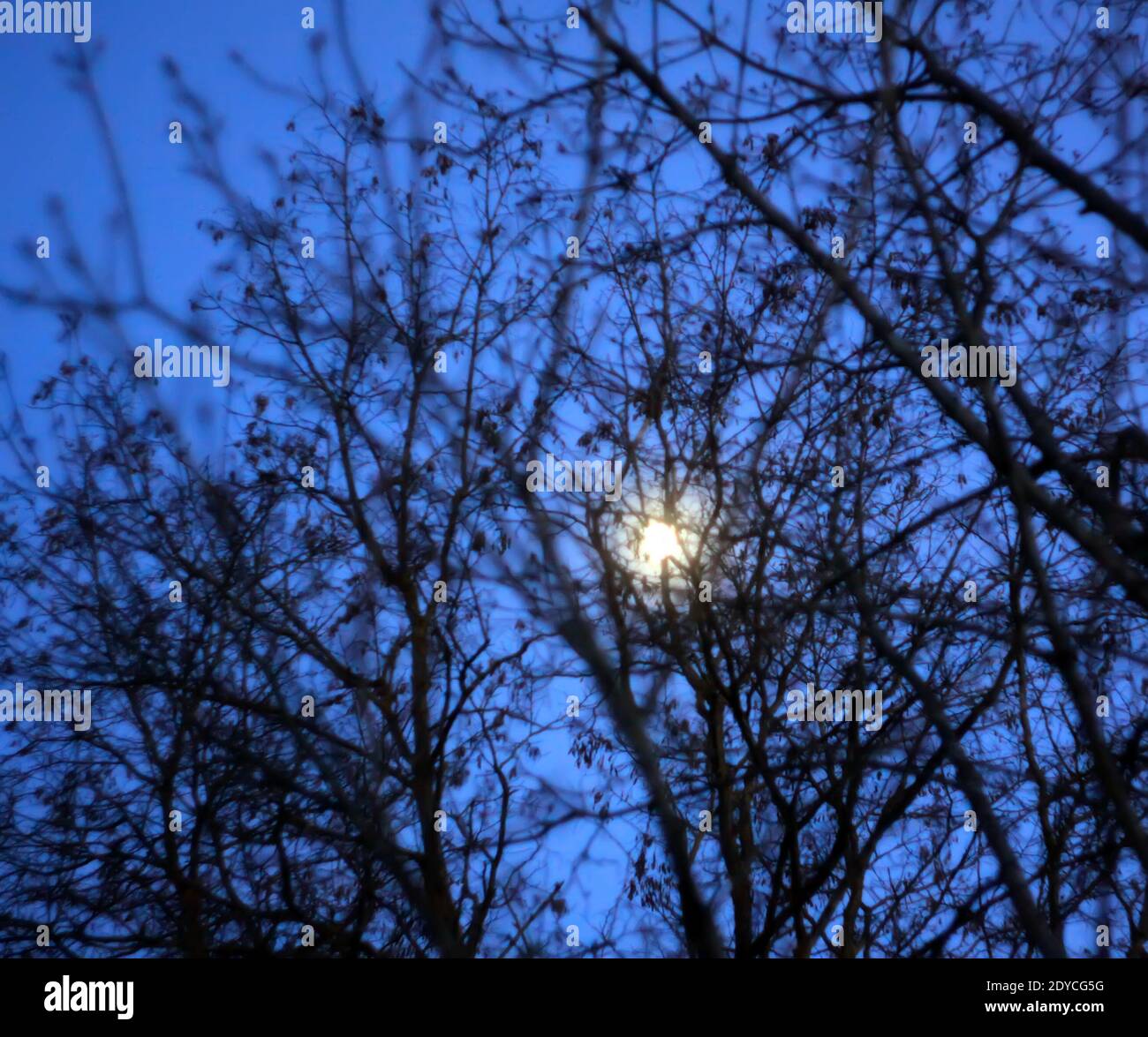Silhouettes of branches of a tree on spring sunset background Stock ...