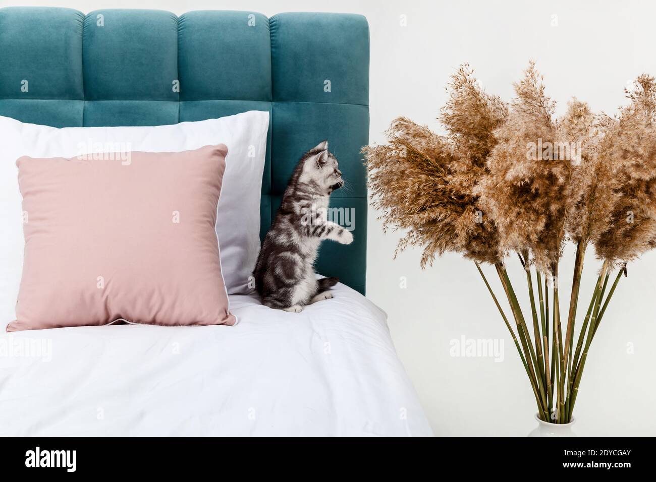 Small tabby Scottish Fold kitten on the bed Stock Photo